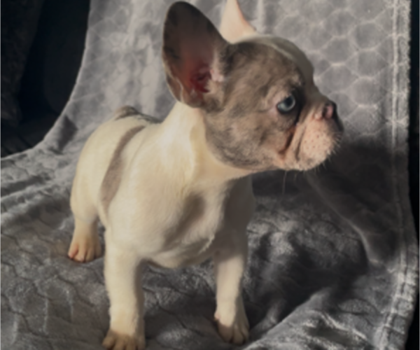 Medium Photo #1 French Bulldog Puppy For Sale in ANTIOCH, CA, USA