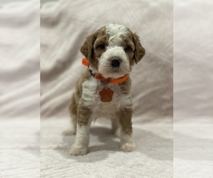 Bernedoodle (Miniature) Puppy for Sale in VALLEJO, California USA