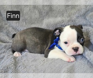 Boston Terrier Puppy for sale in MINERAL WELLS, WV, USA