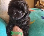 Puppy 3 Cavachon-Poodle (Miniature) Mix