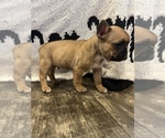 Small Photo #5 French Bulldog Puppy For Sale in VACAVILLE, CA, USA