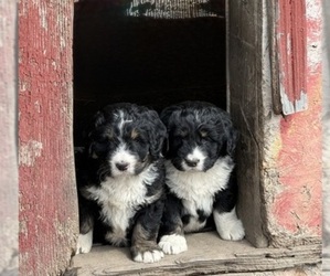 Bernedoodle Litter for sale in SIBLEY, IL, USA