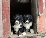 Image preview for Ad Listing. Nickname: Litter of 5