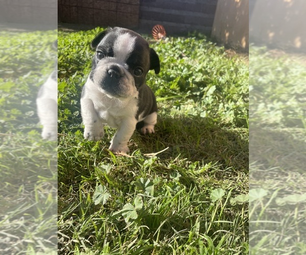 Medium Photo #22 French Bulldog Puppy For Sale in ARLETA, CA, USA