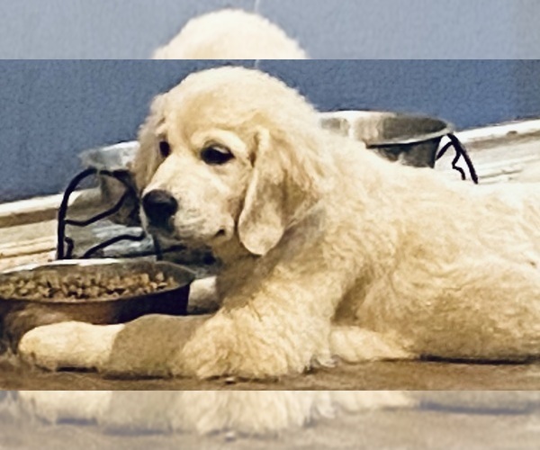 Medium Photo #38 English Cream Golden Retriever Puppy For Sale in MEDFORD TOWNSHIP, NJ, USA