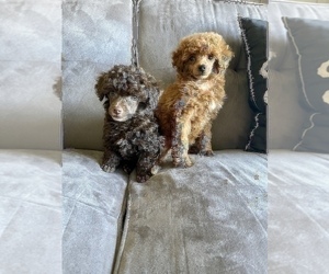 Poodle (Toy) Puppy for sale in HAYWARD, CA, USA