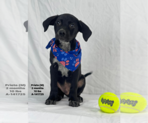 Mutt Dogs for adoption in Woodbury, NY, USA