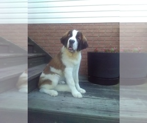 Saint Bernard Puppy for sale in SUGARCREEK, OH, USA