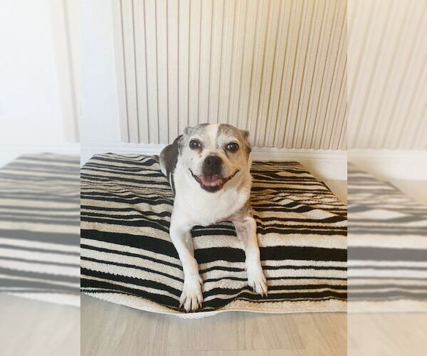 Medium Photo #1 Boston Terrier-Jack Russell Terrier Mix Puppy For Sale in Miami, FL, USA