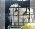 Small #2 Maltese Mix