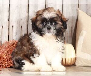 Shih Tzu Puppy for sale in MOUNT VERNON, OH, USA