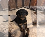 Small Photo #4 Rottweiler Puppy For Sale in FOREST GROVE, OR, USA