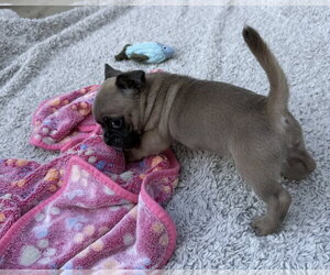 Rocket - Male Pug-Unknown Mix Dog for Adoption - Photo #2