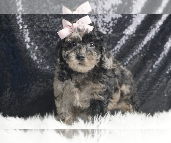 Medium Photo #1 Poodle (Toy) Puppy For Sale in WARSAW, IN, USA