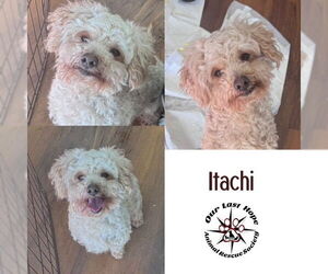 Poodle (Miniature)-Unknown Mix Dogs for adoption in Princeton, British Columbia, Canada