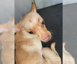 Chihuahua-Unknown Mix Dogs for adoption in San Antonio, TX, USA