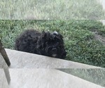 Small #2 Poovanese