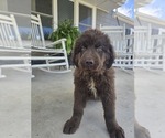 Small #9 Newfoundland