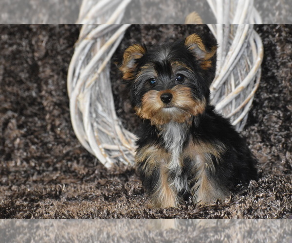 Medium Photo #2 Yorkshire Terrier Puppy For Sale in ELDORADO, OH, USA