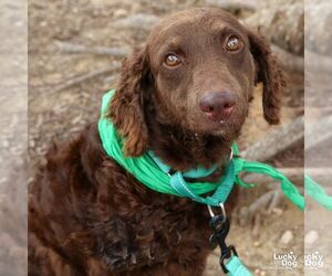 Mutt Dogs for adoption in Washington, DC, USA