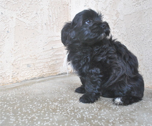 Medium Photo #2 Havanese Puppy For Sale in ZANESVILLE, OH, USA