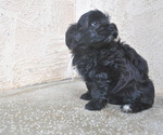 Small Photo #2 Havanese Puppy For Sale in ZANESVILLE, OH, USA
