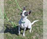 Small #19 Rat Terrier Mix