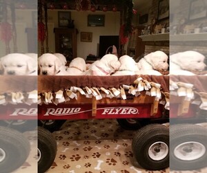 English Cream Golden Retriever Puppy for sale in PENNINGTON, TX, USA