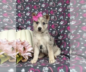 Pomsky Puppy for sale in QUARRYVILLE, PA, USA
