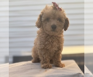 Goldendoodle (Miniature) Puppy for sale in MAZON, IL, USA