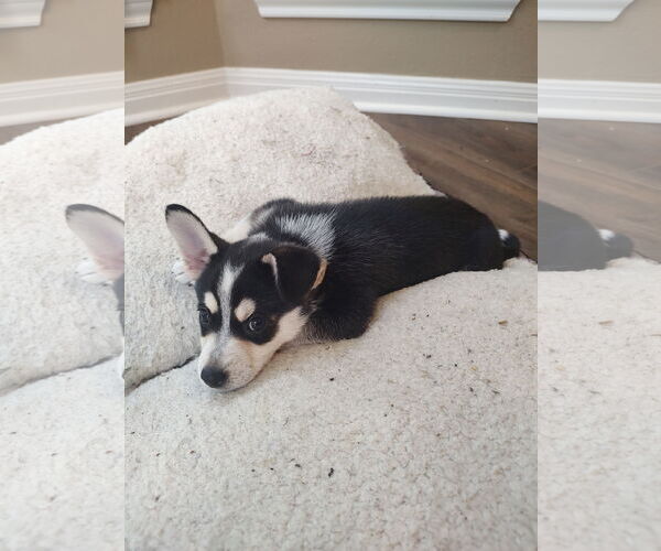 Medium Photo #2 - Mix Puppy For Sale in The Woodlands, TX, USA