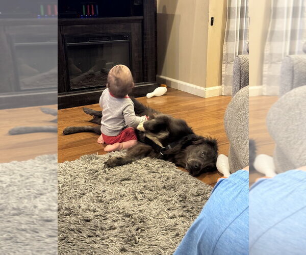 Medium Photo #2 Border-Aussie Puppy For Sale in Foristell, MO, USA