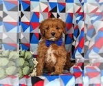 Small #5 Cavapoo