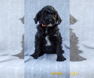 Poodle (Standard) Puppy for sale in SULLIVAN, MO, USA