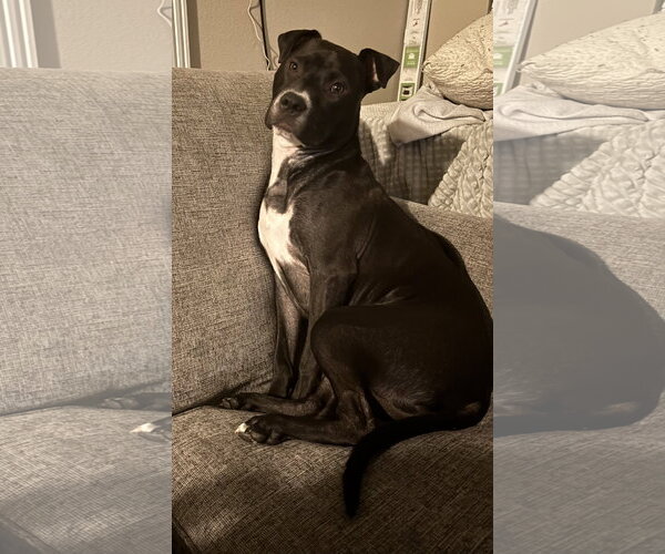 Medium Photo #2 Mutt Puppy For Sale in Fort Wayne, IN, USA
