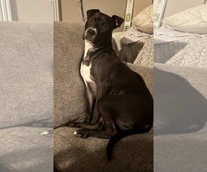 Orchid - Female Mutt Dog for Adoption - Photo #2