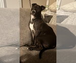 Small #1 Mutt