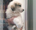 Small Great Pyrenees