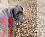 Small #1 Great Dane Mix