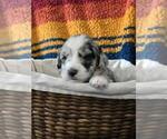 Puppy Puppy 3 Aussiedoodle Miniature 