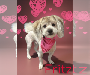 Shih Tzu Dogs for adoption in Estherville, IA, USA