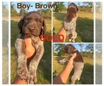 Puppy Male Dark Brown German Shorthaired Pointer