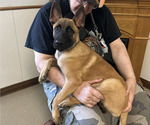 Puppy Meteor Belgian Malinois
