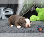 Small Photo #26 Miniature Australian Shepherd Puppy For Sale in GRANBURY, TX, USA