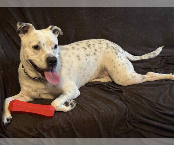 Medium Photo #8 American Staffordshire Terrier-Unknown Mix Puppy For Sale in phoenix, AZ, USA