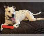 Small #7 American Staffordshire Terrier Mix