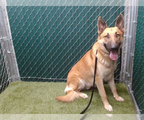 Medium Photo #1 German Shepherd Dog-Unknown Mix Puppy For Sale in Downey, CA, USA