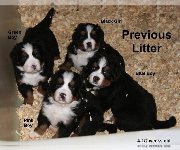 Medium Photo #1 Bernese Mountain Dog Puppy For Sale in HOPKINSVILLE, KY, USA