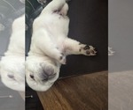 Small #6 Pug