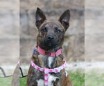 Small #7 Chihuahua-Feist Terrier Mix